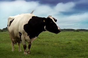 1086362_cow 1086362_cow